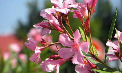 Реально существующие деревья, находиться рядом с которыми смертельно опасно